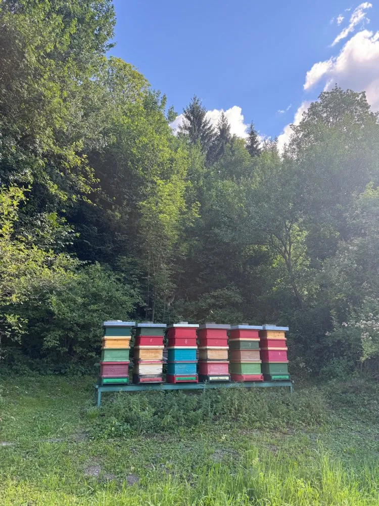 Sechs bunte Bienenstöcke vor dem Wald in der Abendsonne