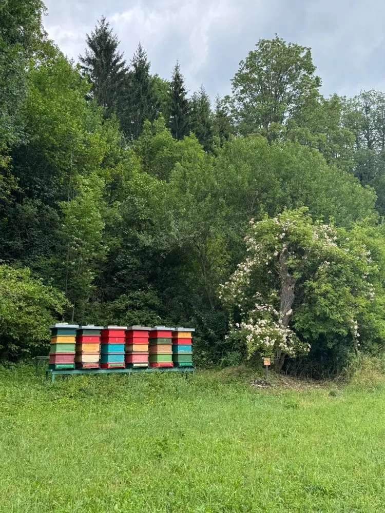 Bienenstöcke neben einem blühenden Strauch