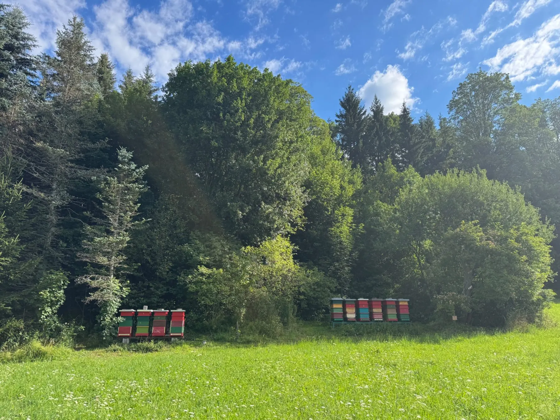 Bunte Bienenstöcke am Waldrand im Naturpark Mürzer Oberland